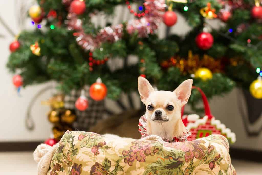 Chihuahua lying in the couch next to Christmas tree waiting for treats.