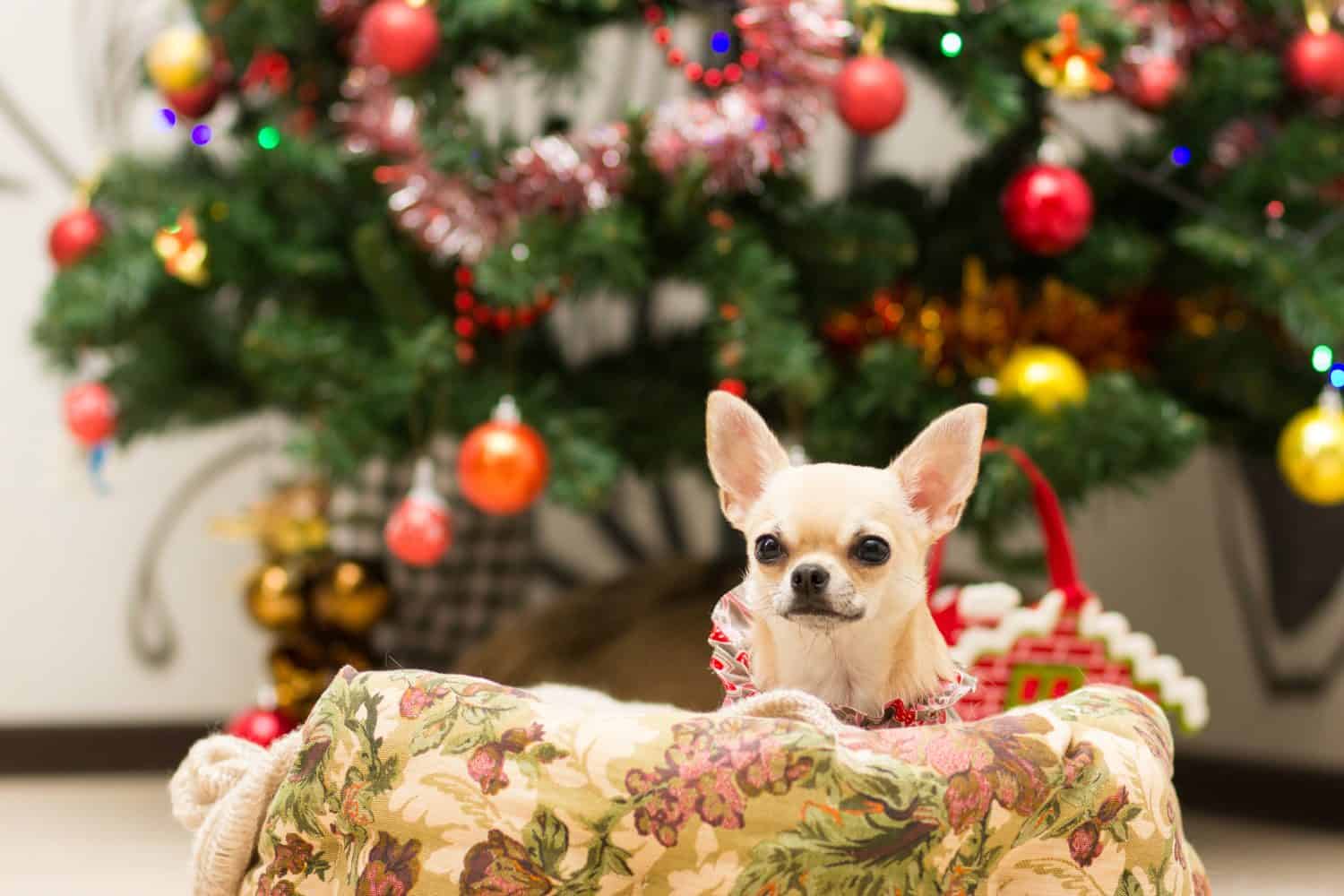 Chihuahua lying in the couch next to Christmas tree waiting for treats.