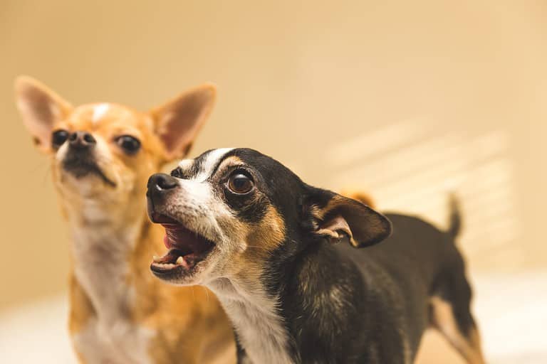 Black and white chihuahua with mouth open, looking intently. Younger chihuahua in background.