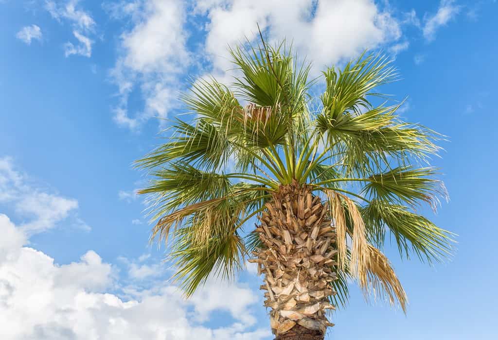 A Washingtonia filifera or California Fan Palm tree photographed against a blue cloudy sky.