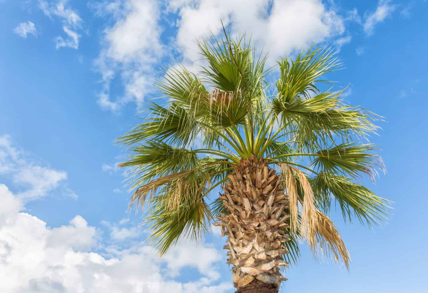 A Washingtonia filifera or California Fan Palm tree photographed against a blue cloudy sky. 