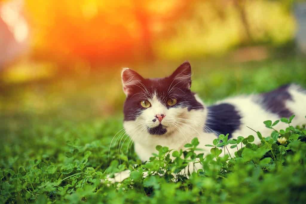 A Cat in the Clover - Best Irish Cat Names