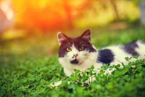 100+ Irish Cat Names and Their Meanings Picture