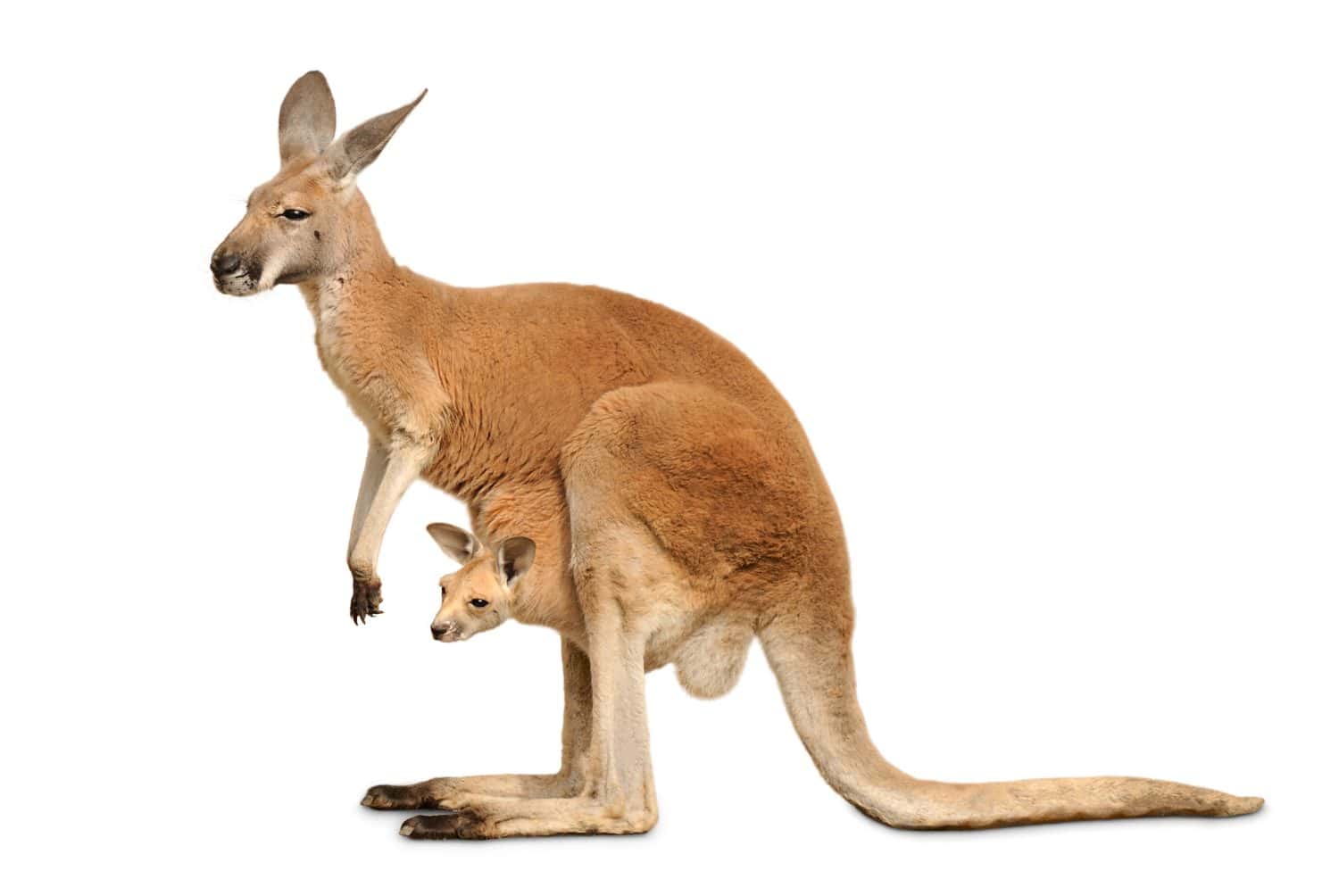 5 Kangaroo Joey Facts You've Never Heard Before