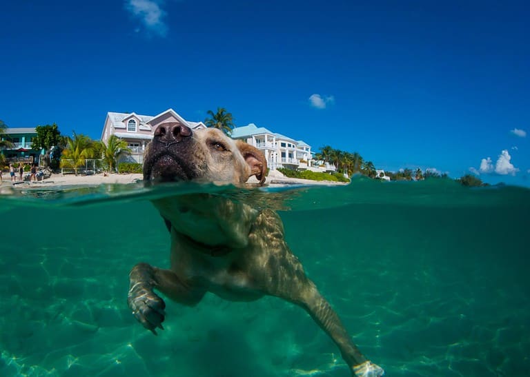A labrador pitbull cross swimming in the blue caribbean sea. The dog lives in Grand Cayman and has been shot on a sunny day in the water
