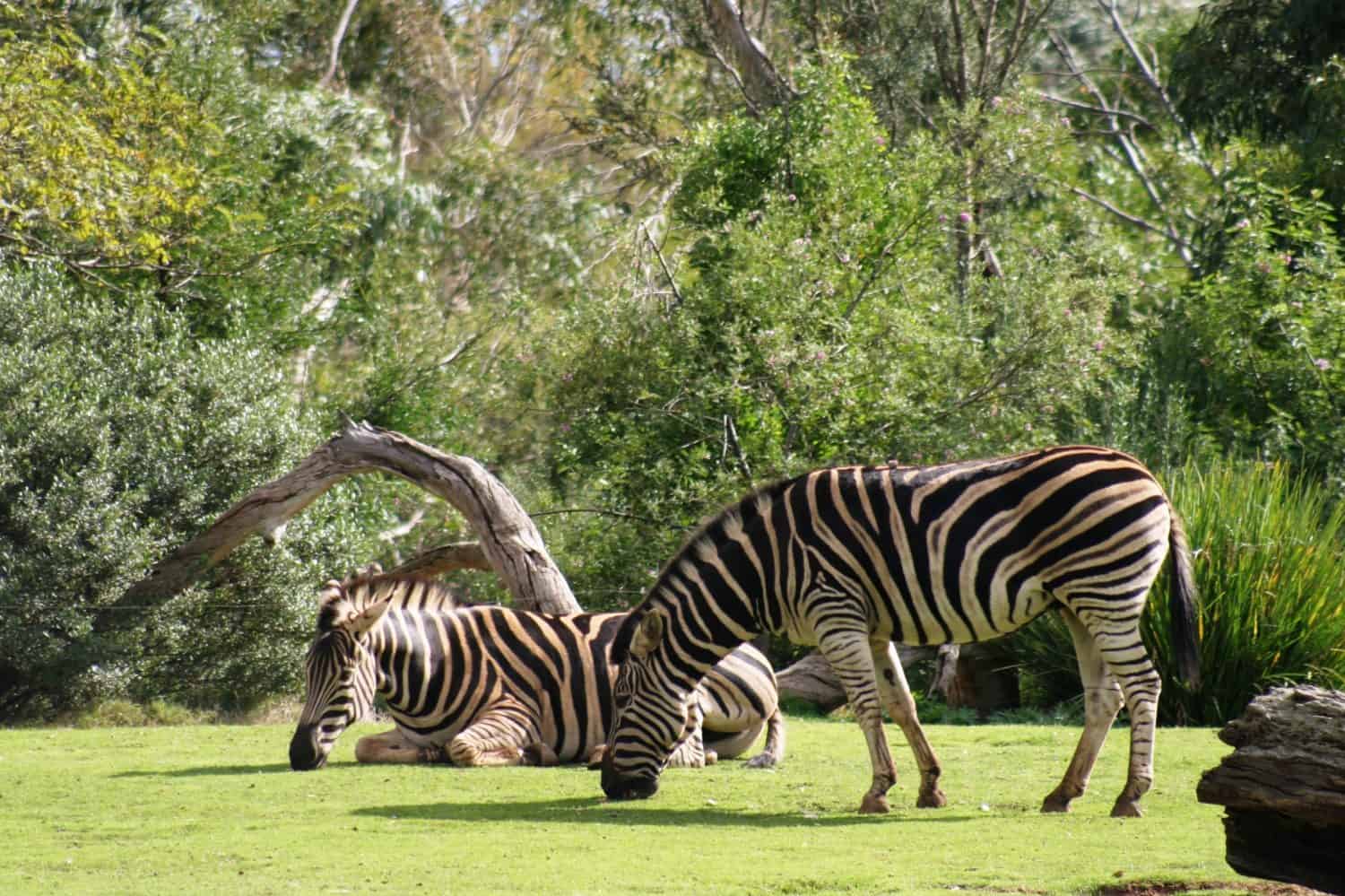 Zebra at Werribee Open Range Zoo Victoria Australia 