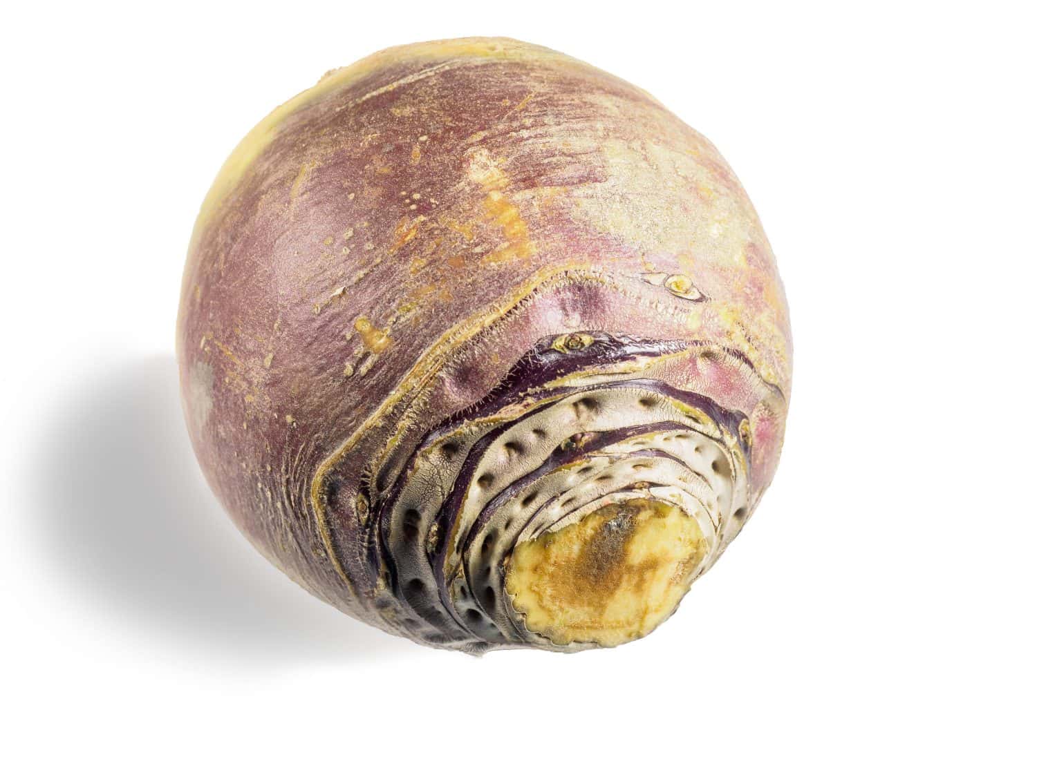 Rutabaga root on the white background