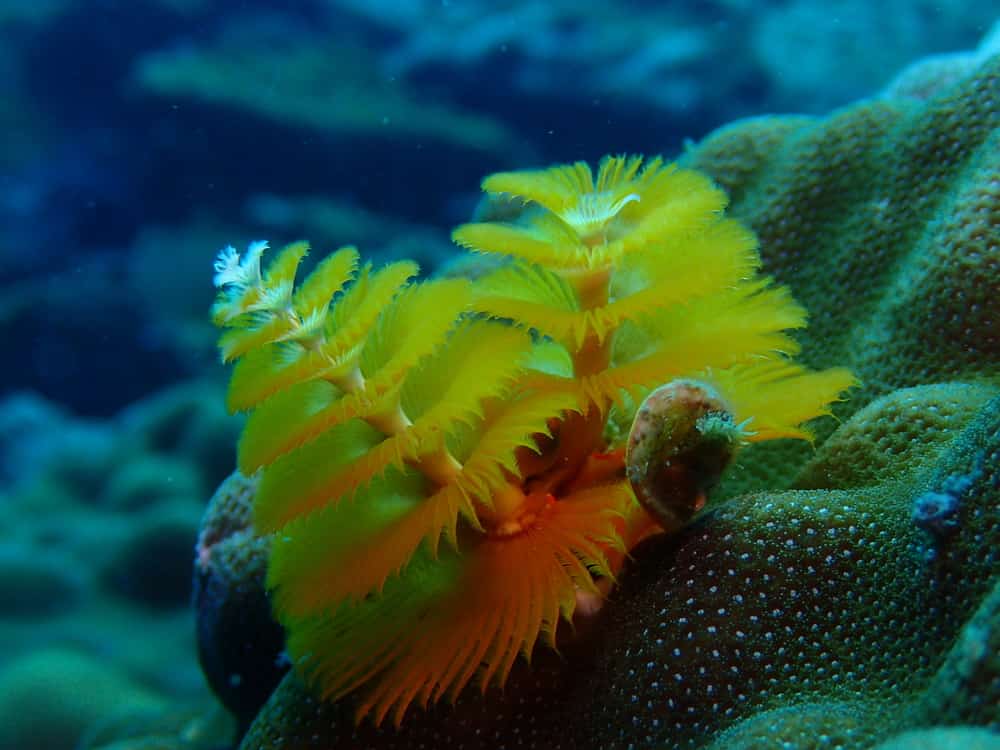 A beautiful christmas tree worm is one of the decomposers in the ocean.