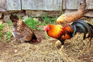 Can Chickens Eat Leafy Greens? Picture