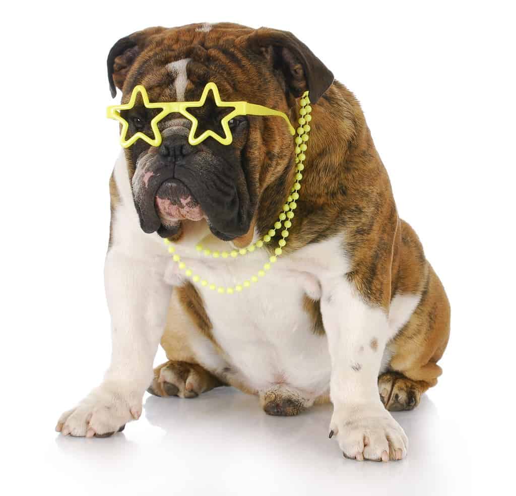 english bulldog wearing star sunglasses and necklace with reflection on white background