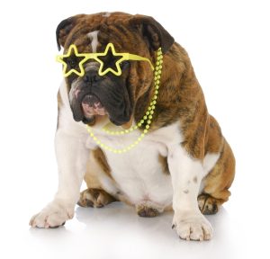 National English Bulldog Day April 21st: Date, Origin, and Ways to Celebrate photo