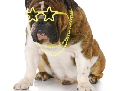 A National English Bulldog Day April 21st: Date, Origin, and Ways to Celebrate