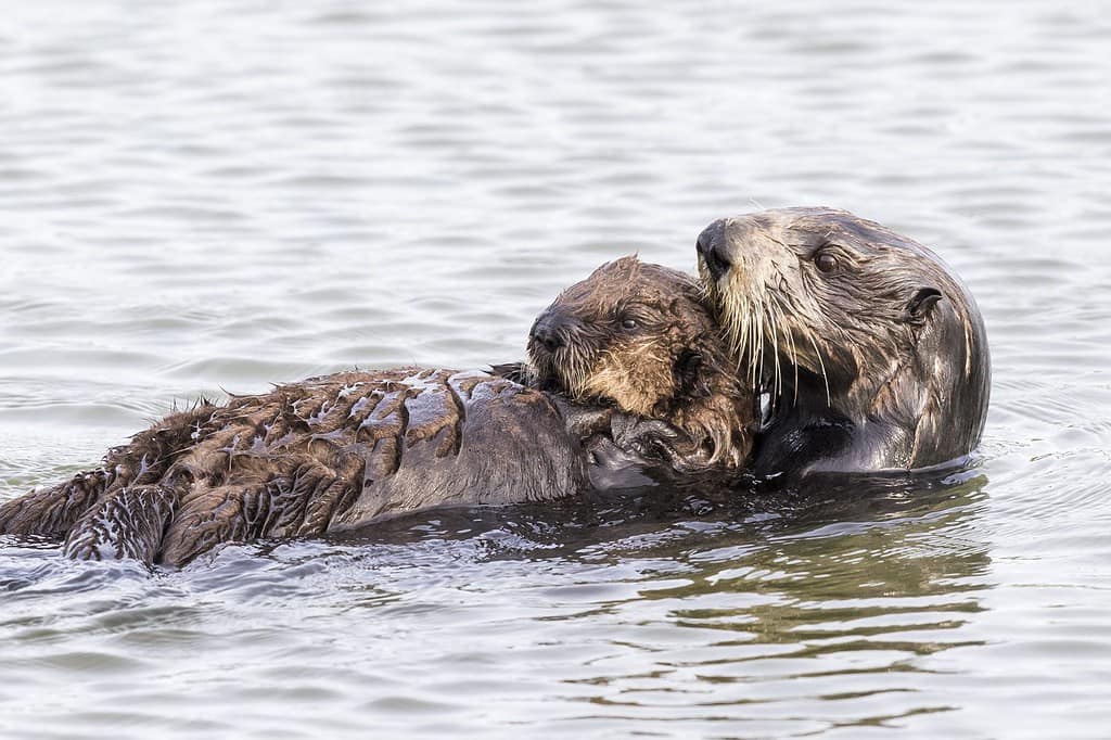 A Southern Sea Otter (Enhydra lutris nereis) cradles her pup while swimming on her back - Monterey Peninsula, California