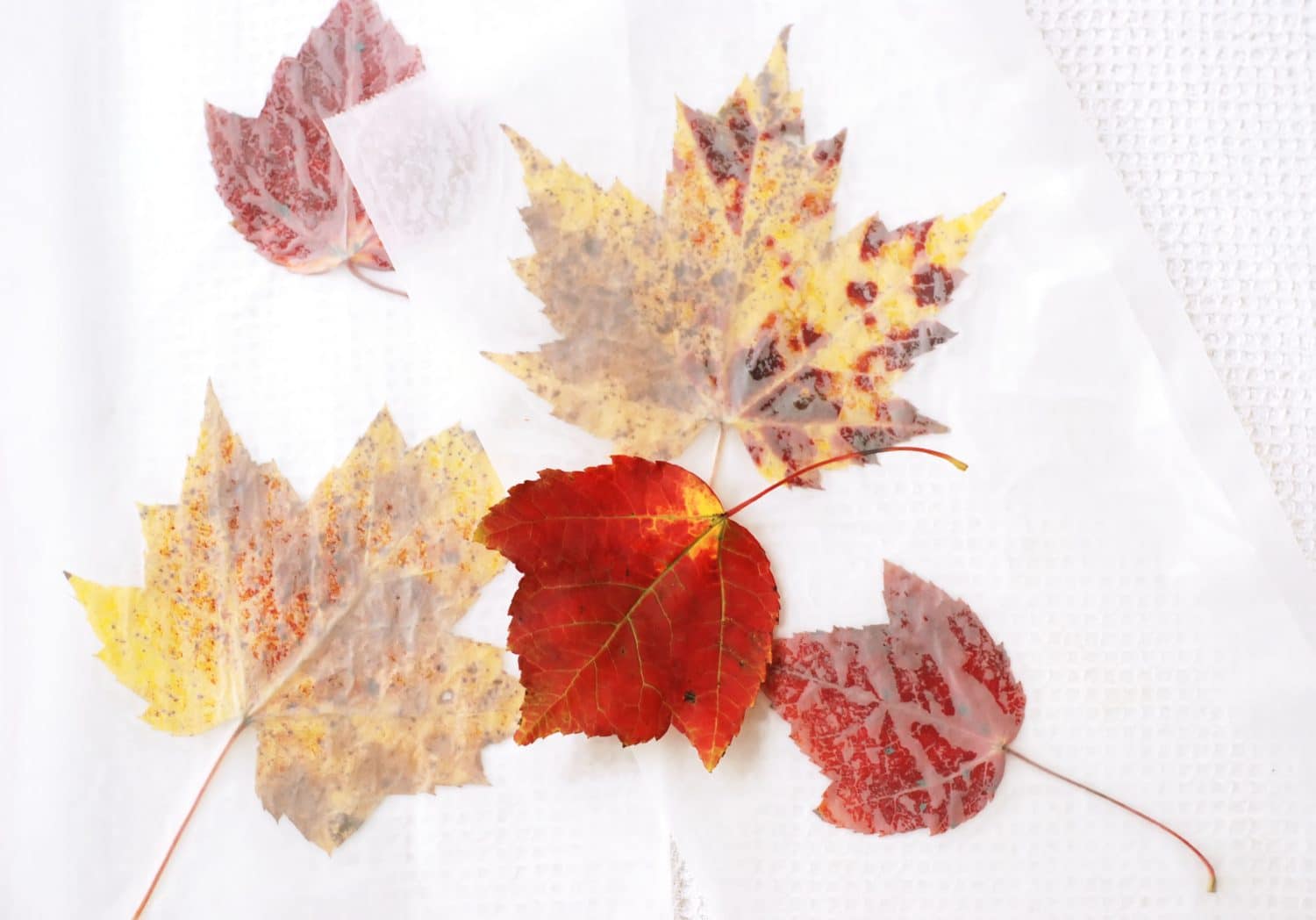 preserved autumn leaves with a single red leaf on top