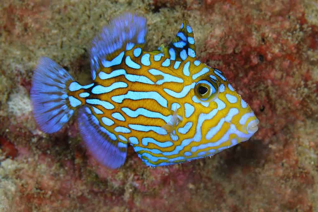 Juvenile Blue Triggerfish have a vivid colour . Pulau Weh , Indonesia