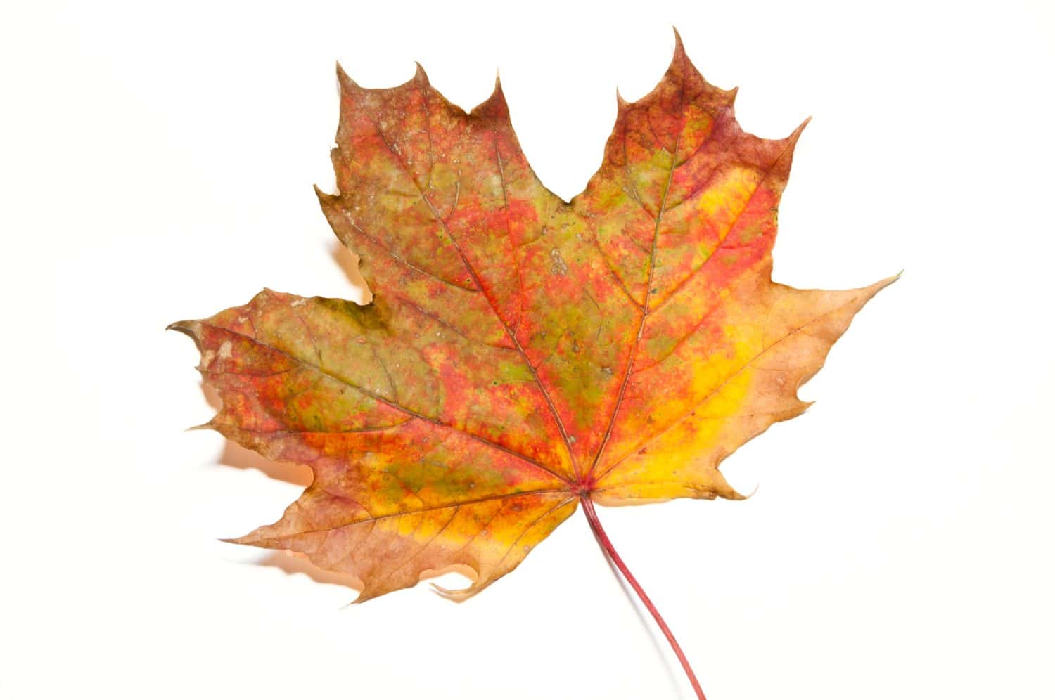 Single yellow and red autumn leaf on white, isolating background