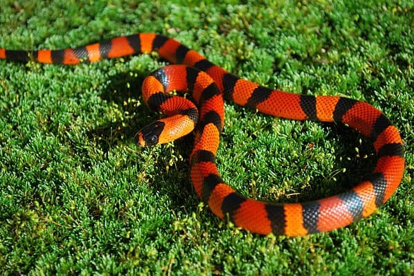 Baby Milk Snake: 7 Pictures and 6 Amazing Facts - A-Z Animals