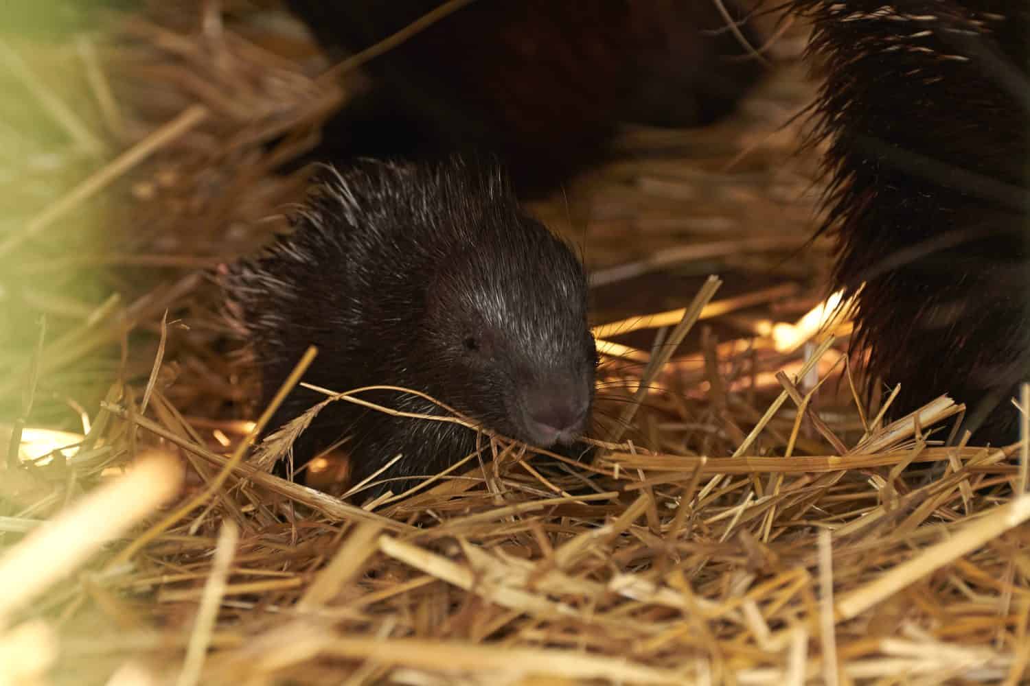 Newborn cub of porcupine