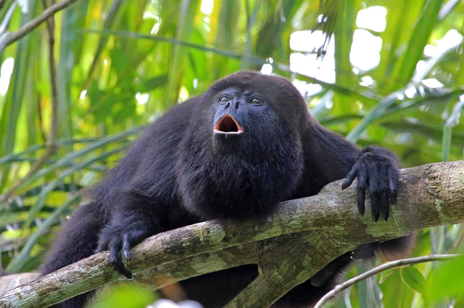 Black or Guatemalan Howler Monkey, alouatta pigra or caraya, sitting on a tree in Belize jungle and howling like crazy. They are also found in Mexico and Guatemala.