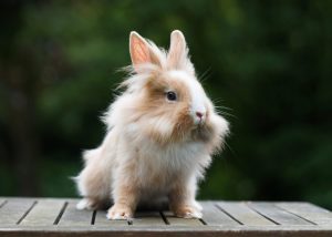 Lionhead Rabbit Prices in 2024: Purchase Cost, Supplies, Food, and More! Picture