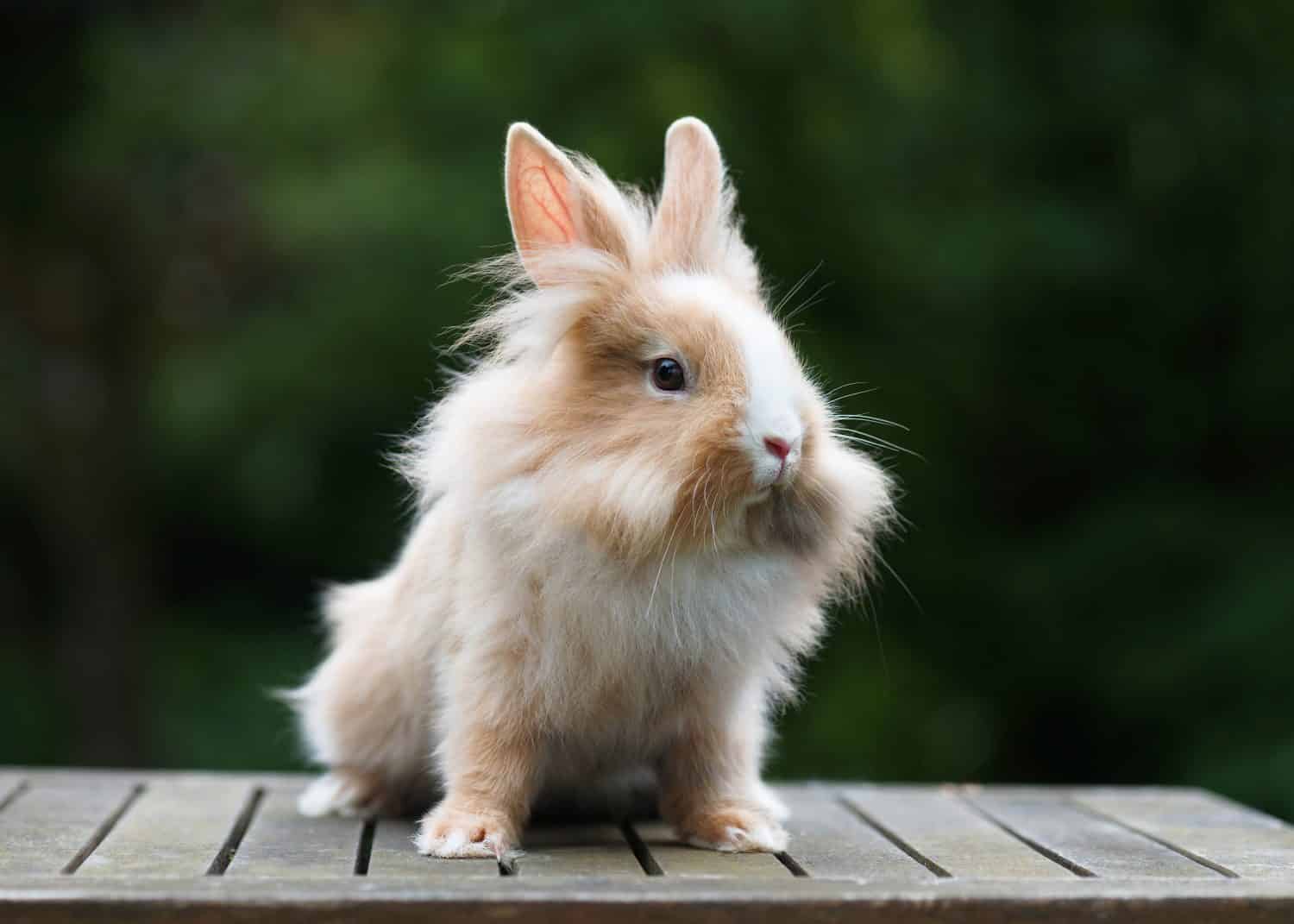 Cute little funny lionhead red rabbit in the garden. Selective soft focus.