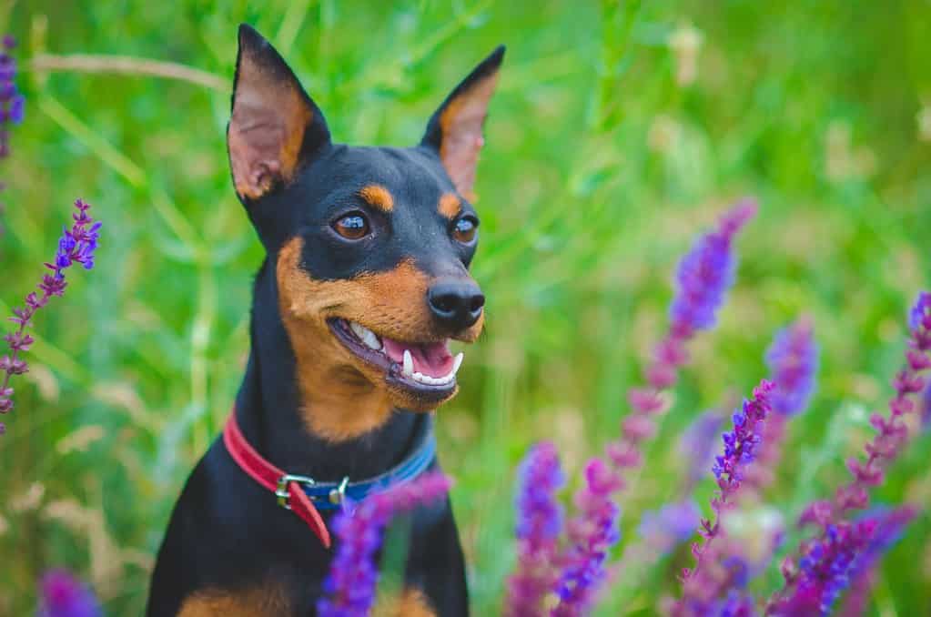 Miniature pinscher dog on summer field