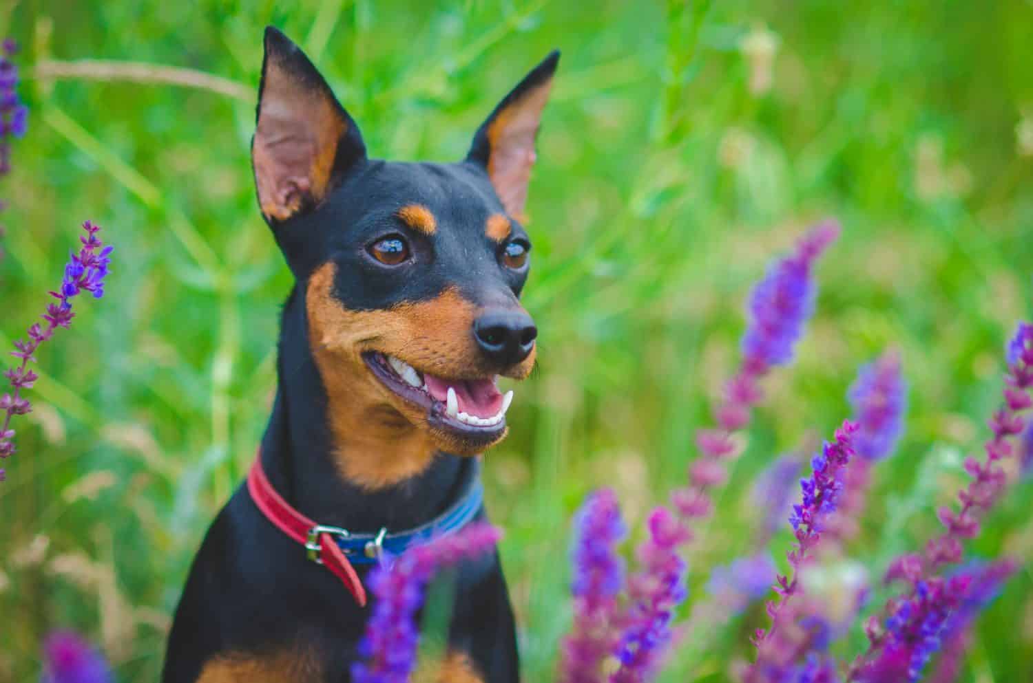 Miniature pinscher dog on summer field