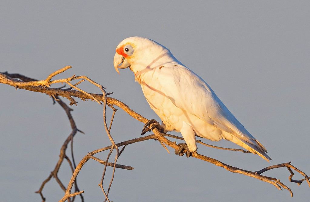 The Western Corella (Cacatua pastinator) formerly known as the Western Long-billed Corella, is a species of white cockatoo endemic to south-western Western Australia.