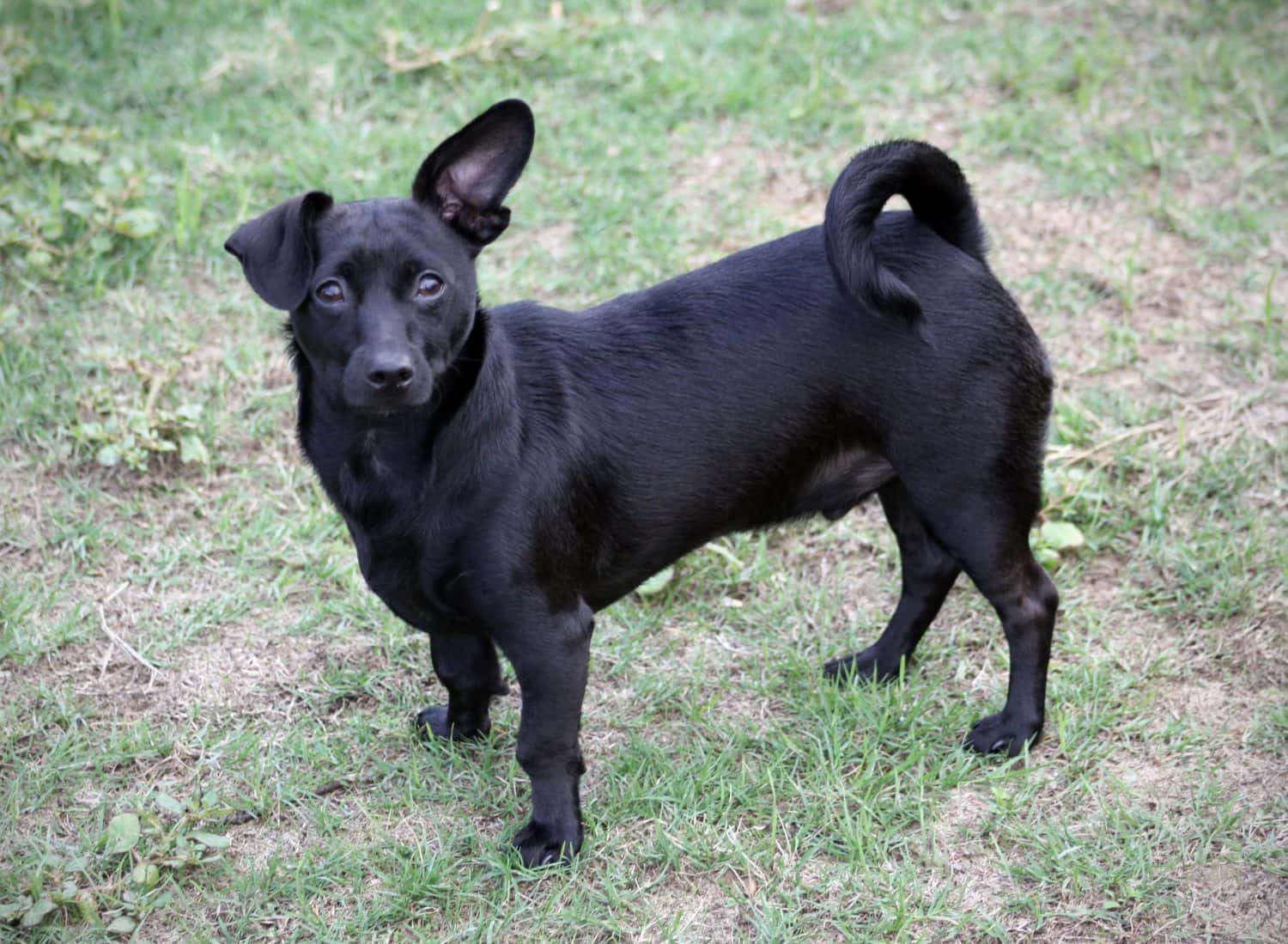 Young, black chiweenie dog