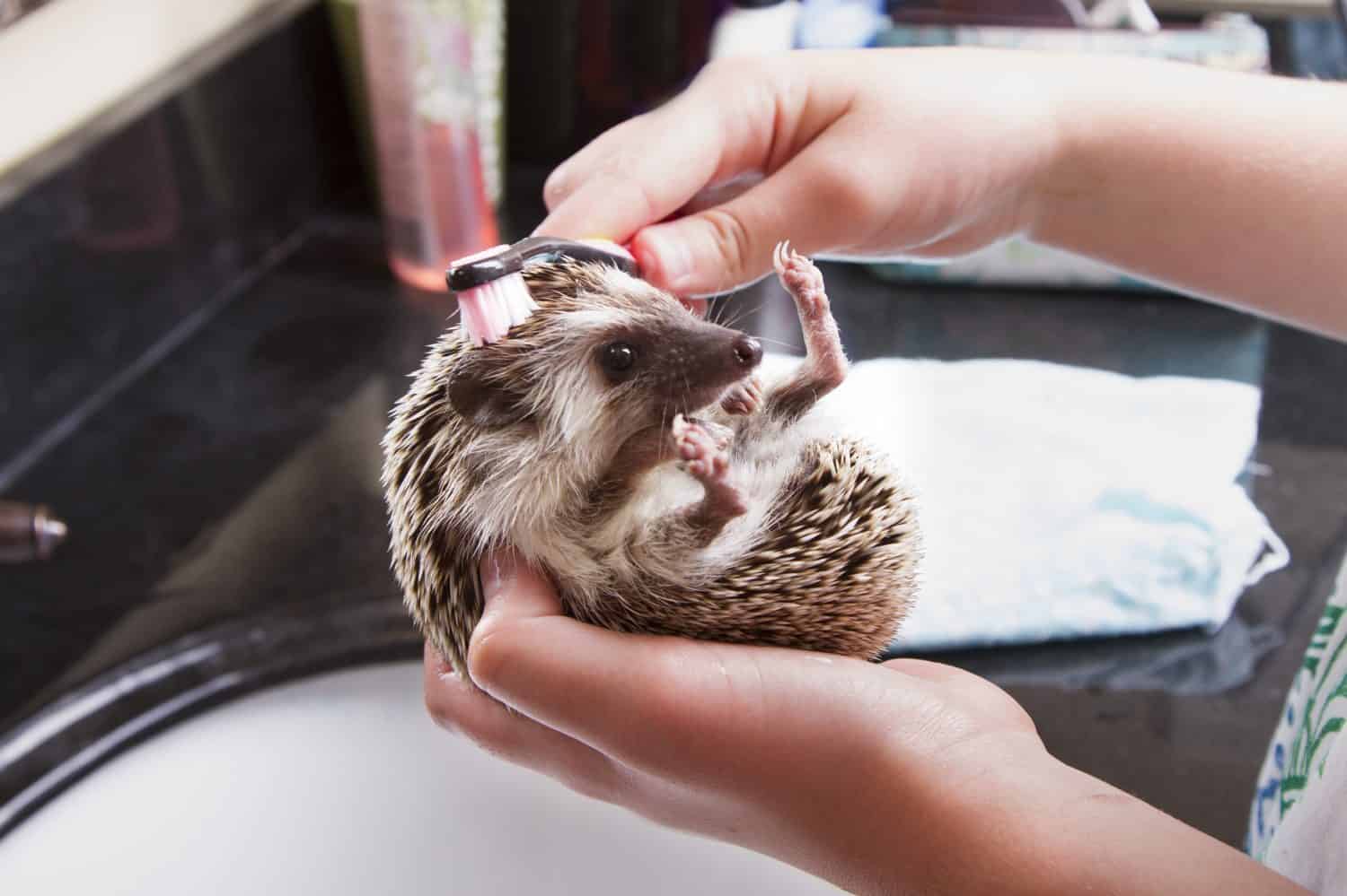 A hedgehog taking a bath, getting scrubbed with a toothbrush