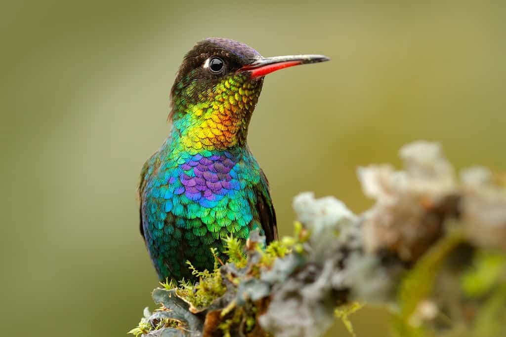 Red glossy shiny bird. Fiery-throated Hummingbird, Panterpe insignis, colorful bird sitting on branch. Mountain bright animal from Panama.