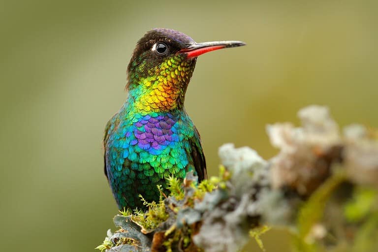 Red glossy shiny bird. Fiery-throated Hummingbird, Panterpe insignis, colorful bird sitting on branch. Mountain bright animal from Panama.