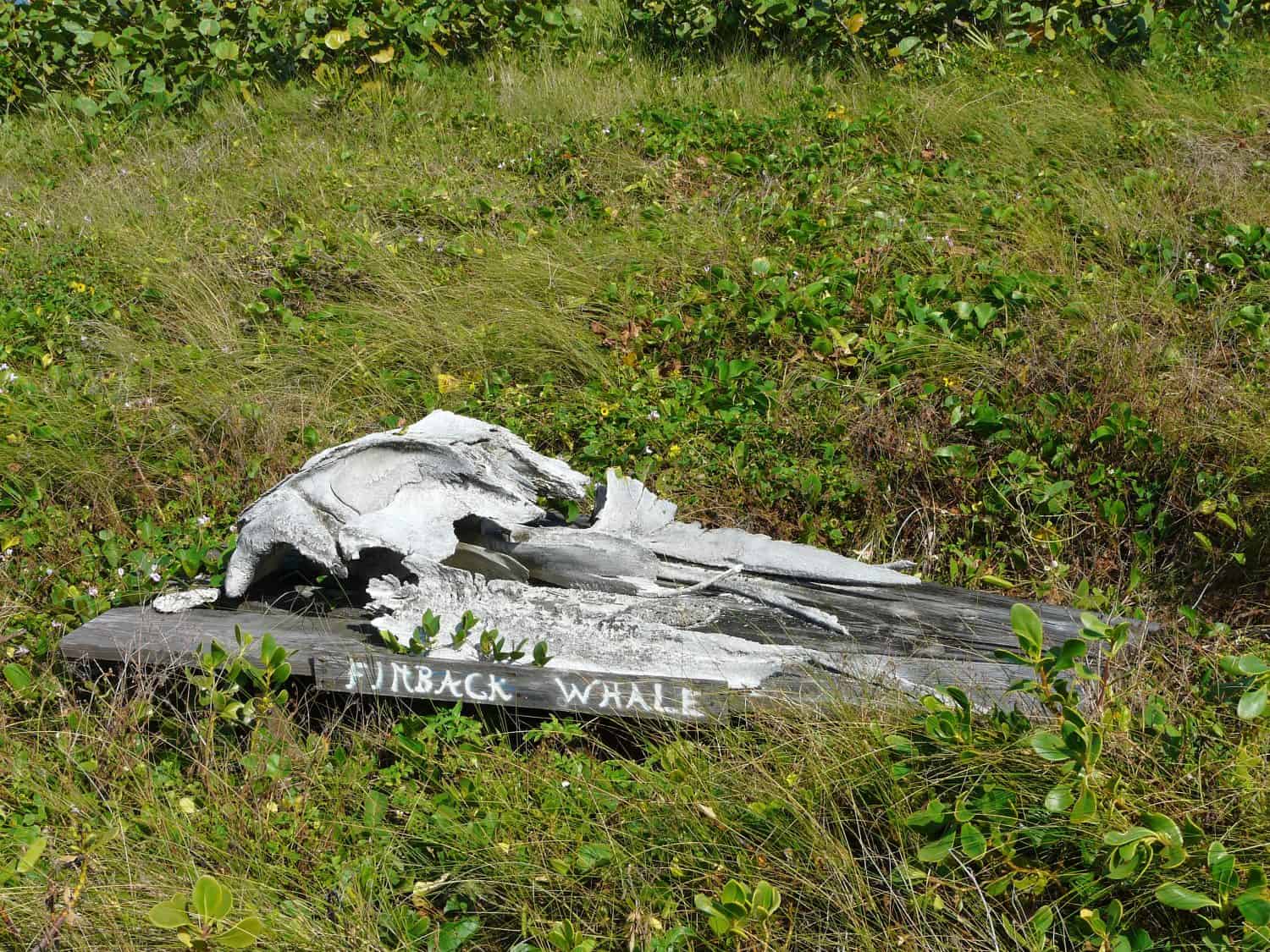 A finback whale skull at Archie Carr National Wildlife Refuge Barrier Island Sanctuary Management and Education Center, Melbourne Beach, Florida.