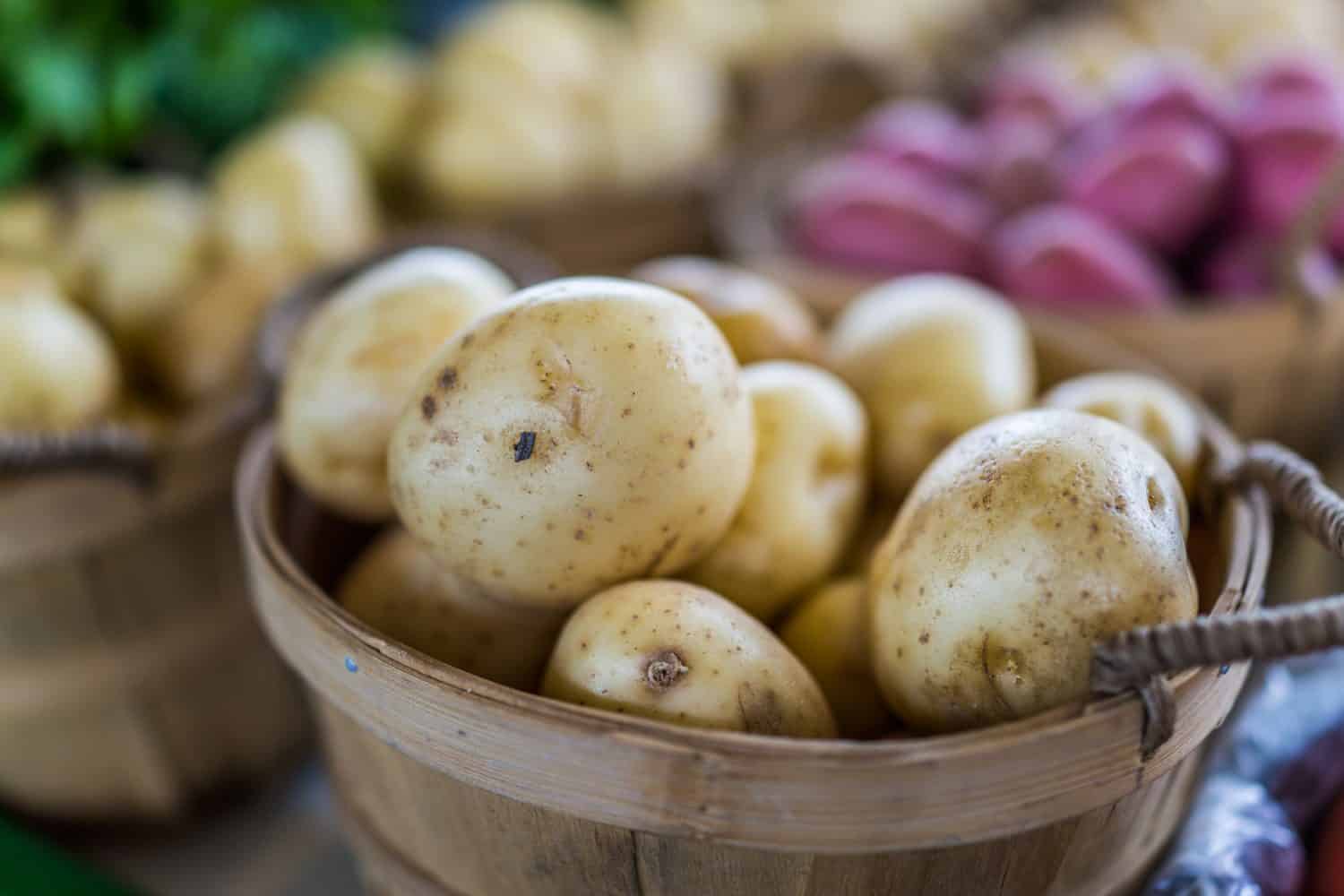 Macro closeup of white golden potatoes in a basket in farmers market showing detail and texture