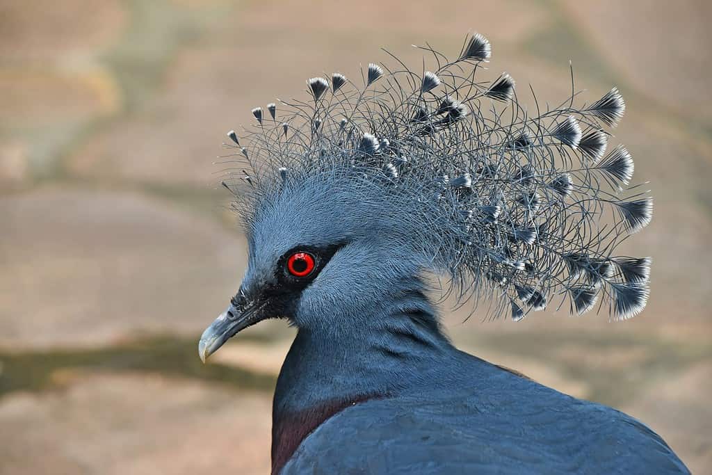 Close up side profile portrait of blue Victoria crowned pigeon (Goura), low angle view