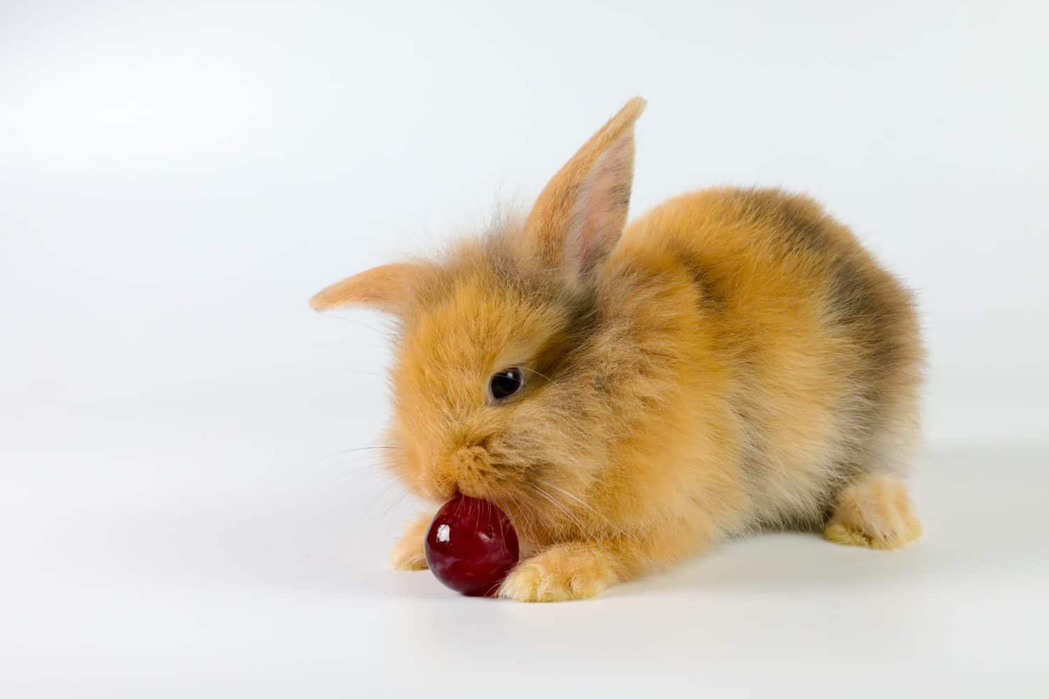 Lovely bunny easter brown rabbit eating red grapeon white background, 1 month old rabbit. selective focus.Animal concept.