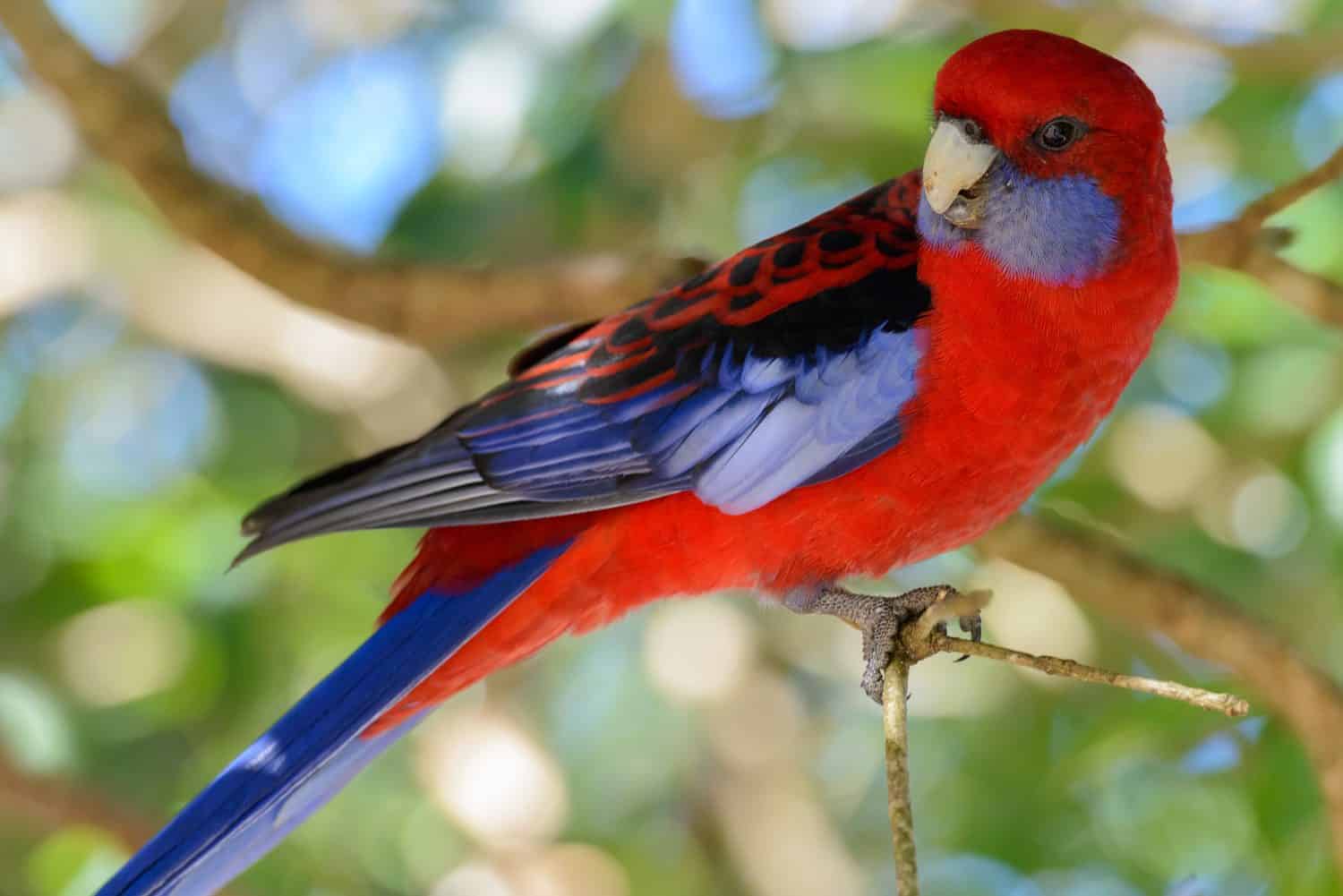 Australian King parrot in a wild