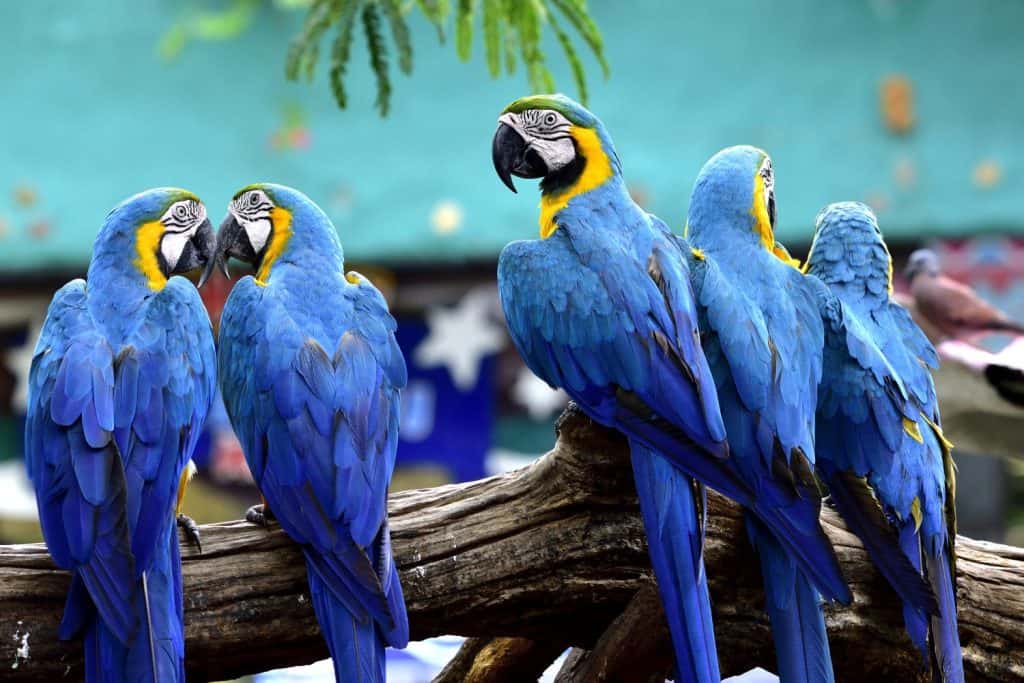 Flock of Blue and gold macaw birds together perching on log in the zoo, beautiful parrots