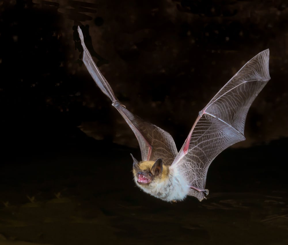Myotis bat in flight, closeup