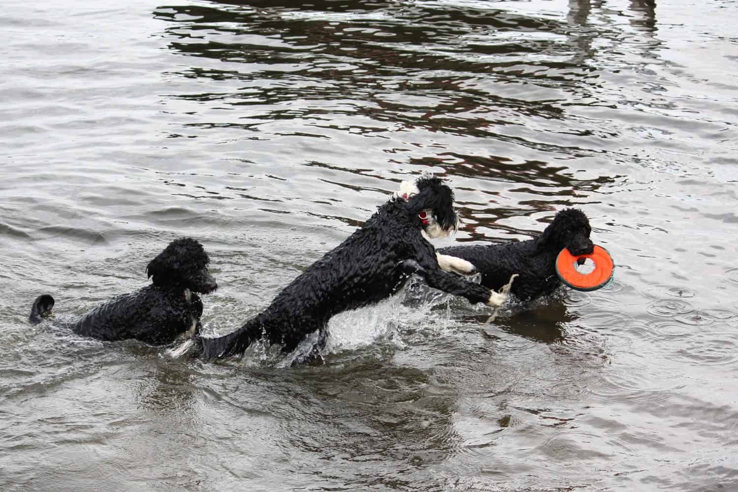Three Portuguese Water dogs playing in the lake with a toy.