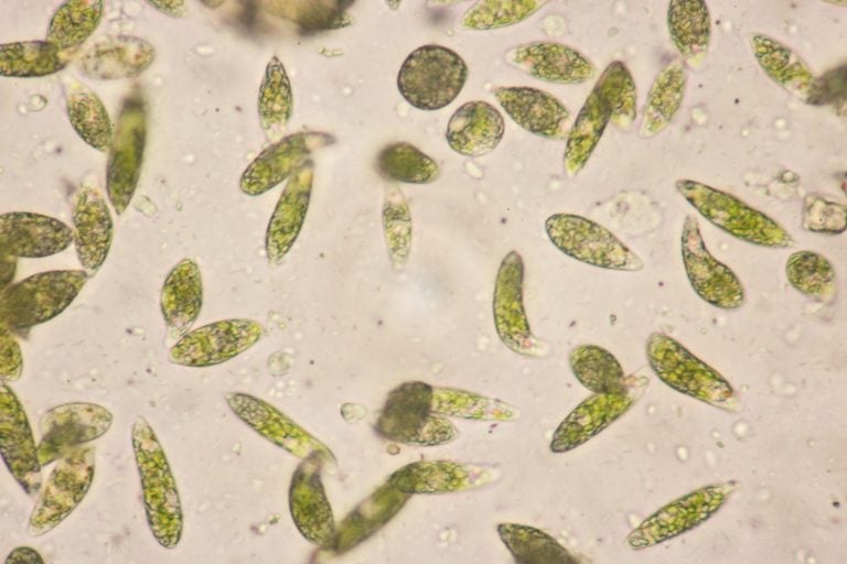 Euglena is a genus of single-celled flagellate Eukaryotes under microscopic view for education.