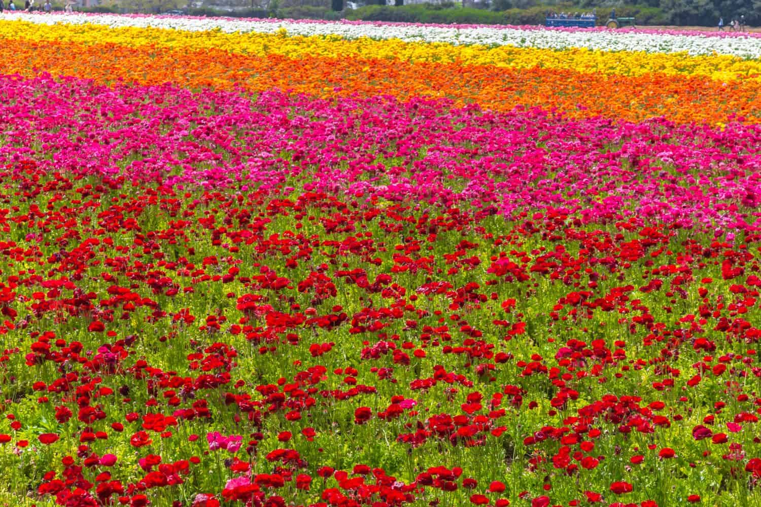 The Flower Fields at Carlsbad Ranch