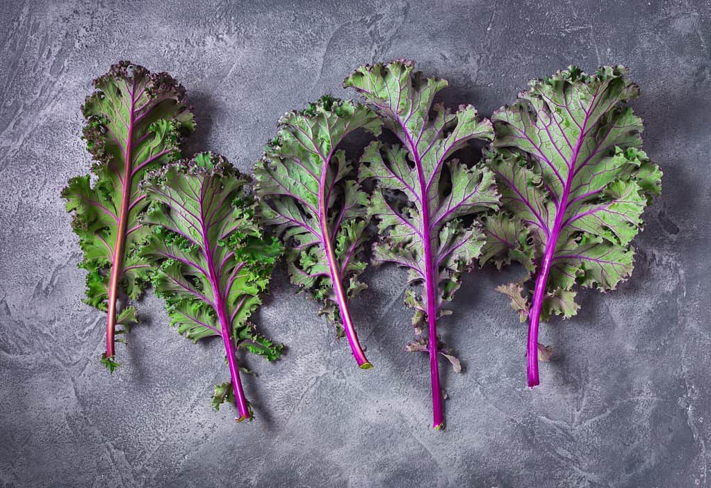 Red kale leaves or Russian kale on gray background.