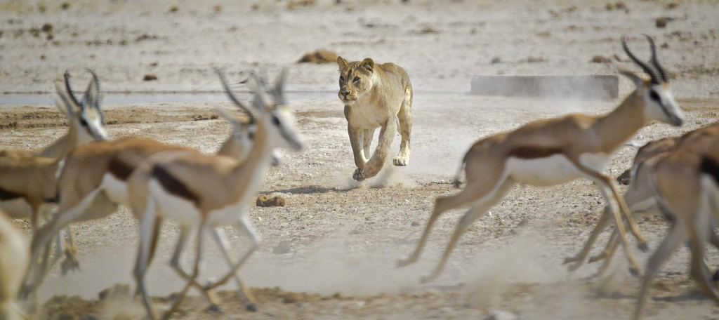How Fast Are Gazelles? Top Speeds and How It Compares to Predators - A