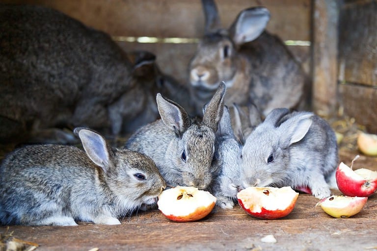 Yes, Rabbits Can Eat Apples! But Follow These 6 Tips AZ Animals