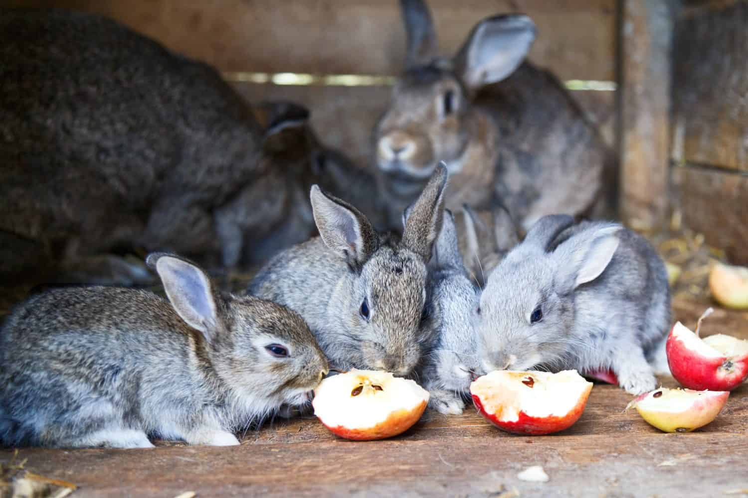 Rabbits eating red apples