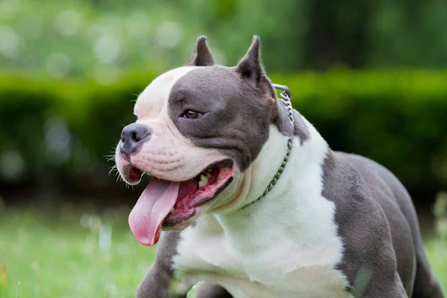 a head of american bully dog stand on the green grass background