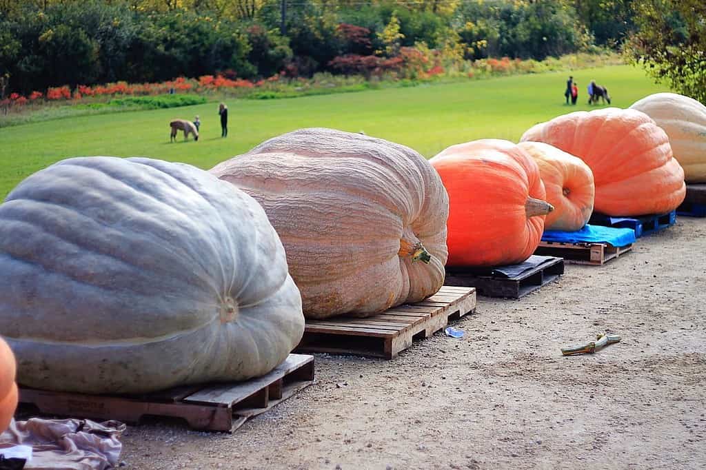Farm harvest festival in Minnesota. Contest for the largest pumpkin, orange tan purple pumpkins. From all over midwest. Pumpkins over 1000 pounds.
