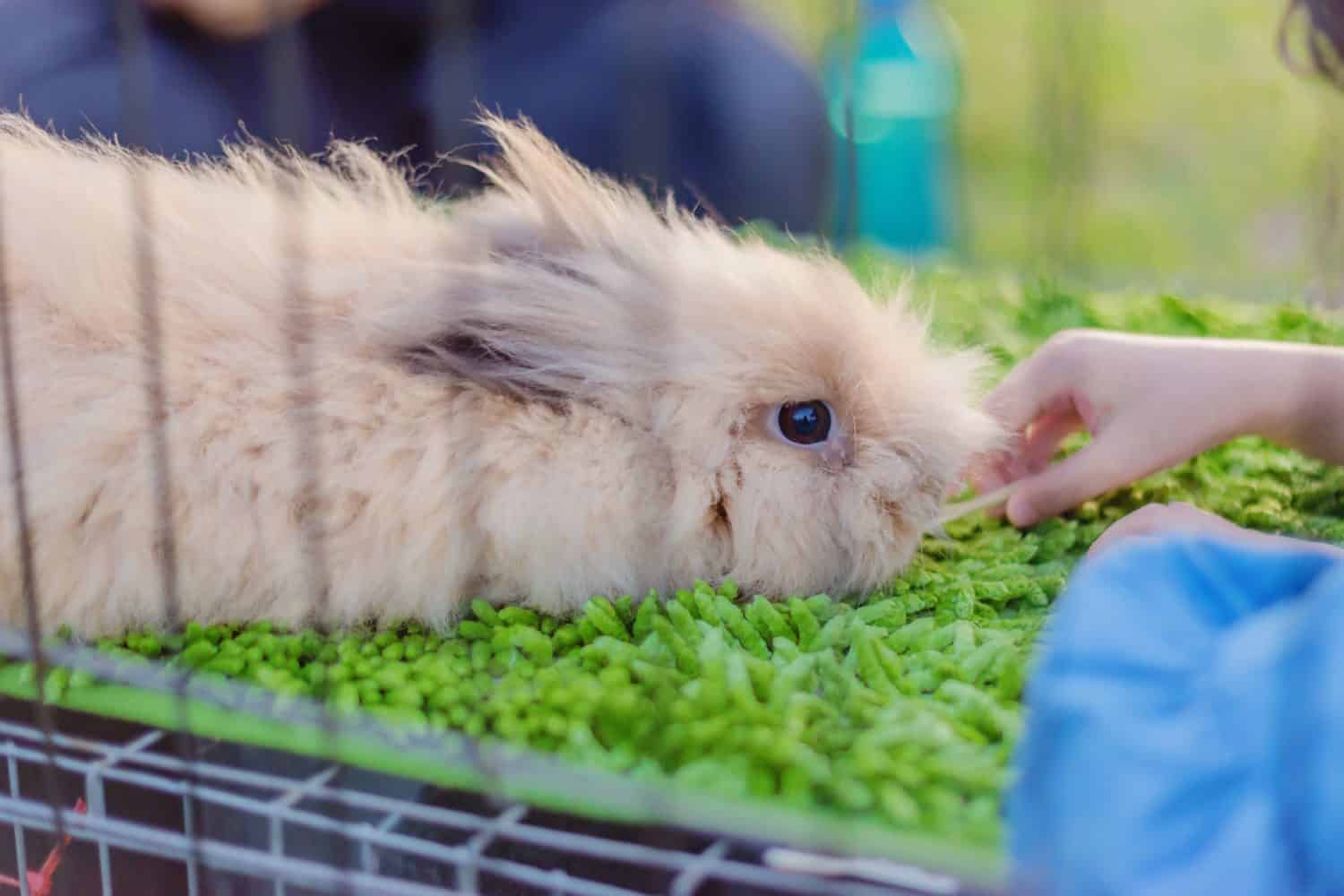 Satin Mini rabbit  at green background inside cage with hand of child pat over the head