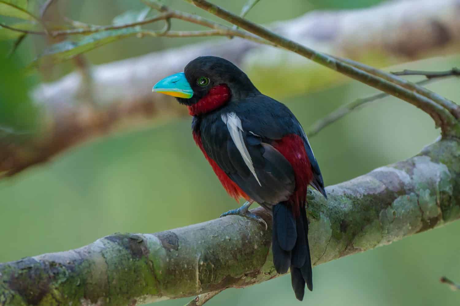 Black and Red Broadbillcommon braodbill can found at malaysia forest. this photo taken at Sepilok, Sandakan, sabah.
